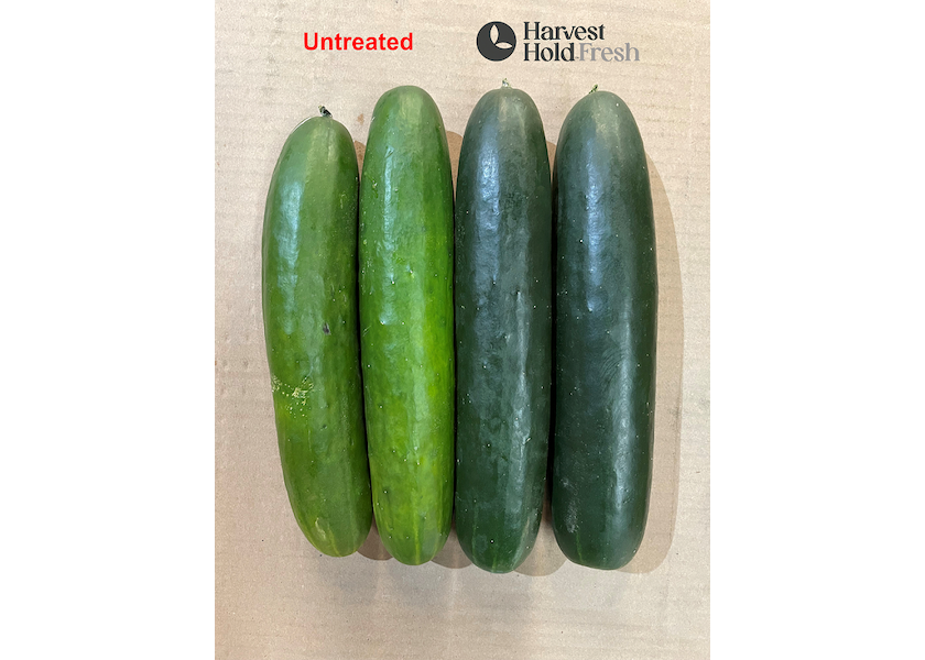 SunFed and Verdant Technologies partner to deliver fresher cucumbers